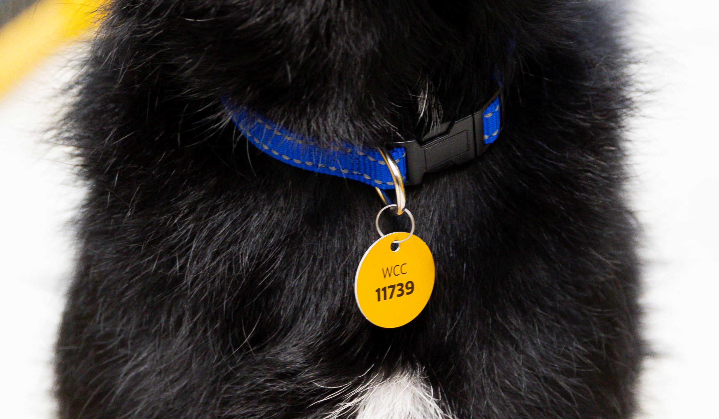 Pet 2025 registration tag