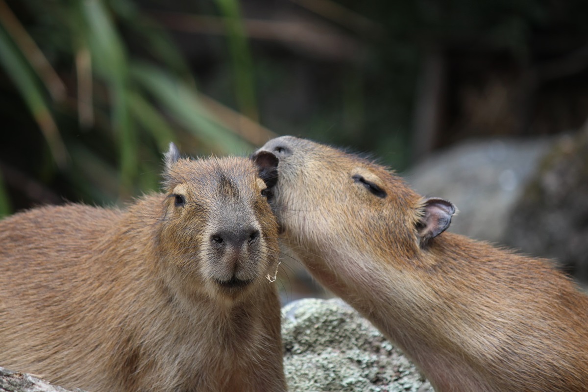 Jekca Capybara – Wellington Zoo Shop