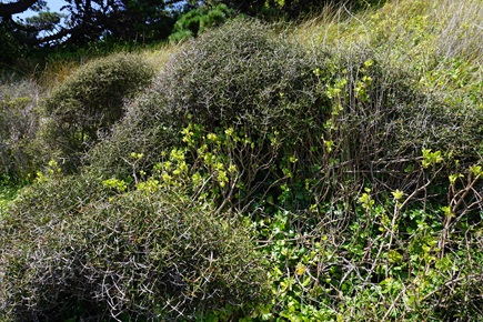 tūmatakuru bushes in the wild 