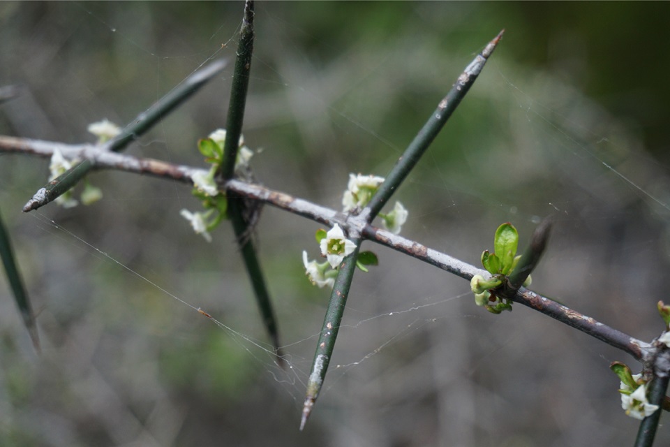 Image of the Tūmatakuru plant's sharp spikes