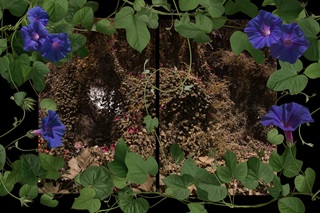 Images of the invasive plant Morning Glory, with its green leaves and bright blue flowers, laid over a photo of some native bush.