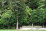 The Dell, Wellington Botanic Garden.
