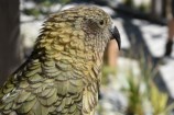 A Kea in the new avairy at Wellington Zoo.