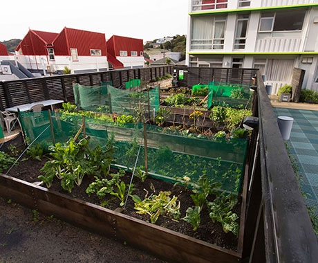Vegetable garden at Newtown Park flats.