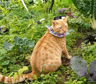 A ginger cat sitting in a vegetable garden, with a cat collar on.