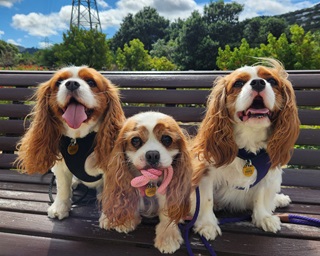 Three happy-looking dogs sitting in a row looking at camera, they all have tongues hanging out to varying degrees.