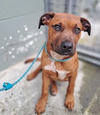 Brown puppy looking up at camera.