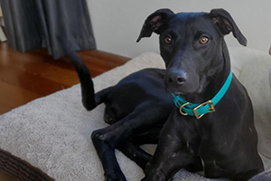 Black dog wearing a blue collar, sitting on a dog bed.