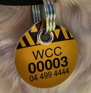 A close crop of a dog's neck, wearing a black collar with a gold coloured tag, the tag says WCC with a number underneath and the councils phone number.