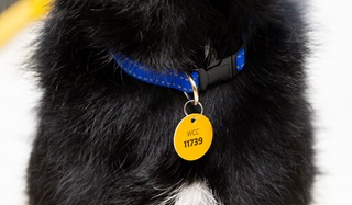 A close crop black dog's neck, wearing a blue colour with a bright yellow tag, the tag WCC with a number underneath.