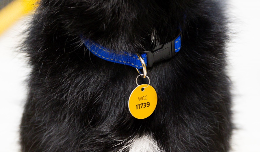Dogs - Dog tag replacement - Wellington City Council