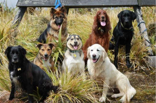 News and information - Moa Point animal shelter gets some TLC - Wellington  City Council