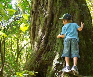 A young child standing by a large tree, reaching up to see if his arms are wide enough to stretch around it.