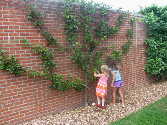 Espalier Fruit Trees Nz - Go Gardening Helping New Zealand Grow Garden Inspiration Tips And Advice From The Expert / We did not find results for: