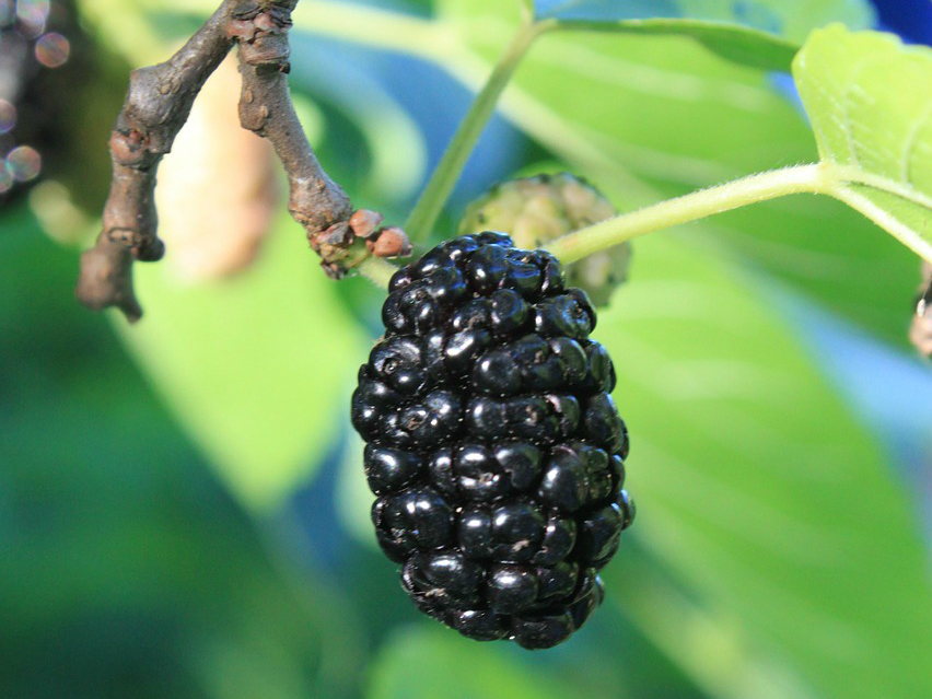 A black mulberry, with leaves around it.