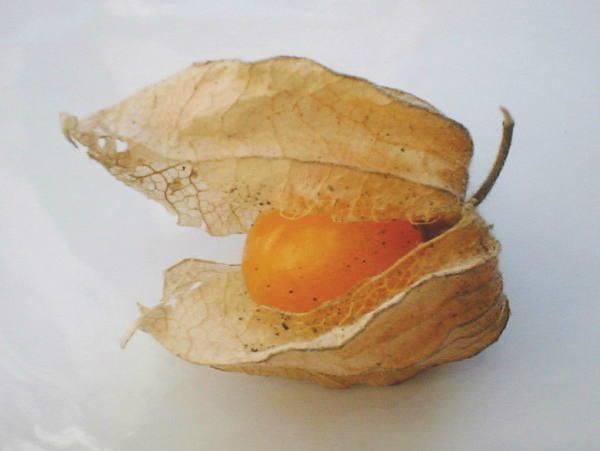 An orange cape gooseberry, with the brown shell opening to reveal the fruit.