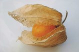 An orange cape gooseberry, with the brown shell opening to reveal the fruit.