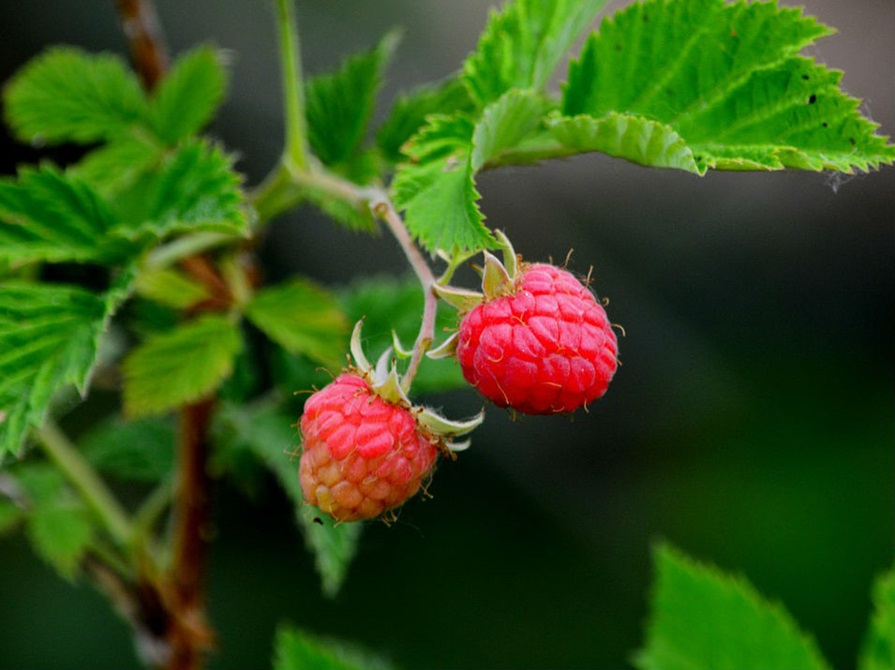 Two red raspberries hanging on the tree.
