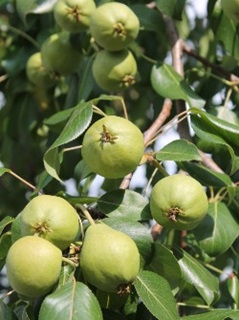 A bunch of pears hanging on a tree.