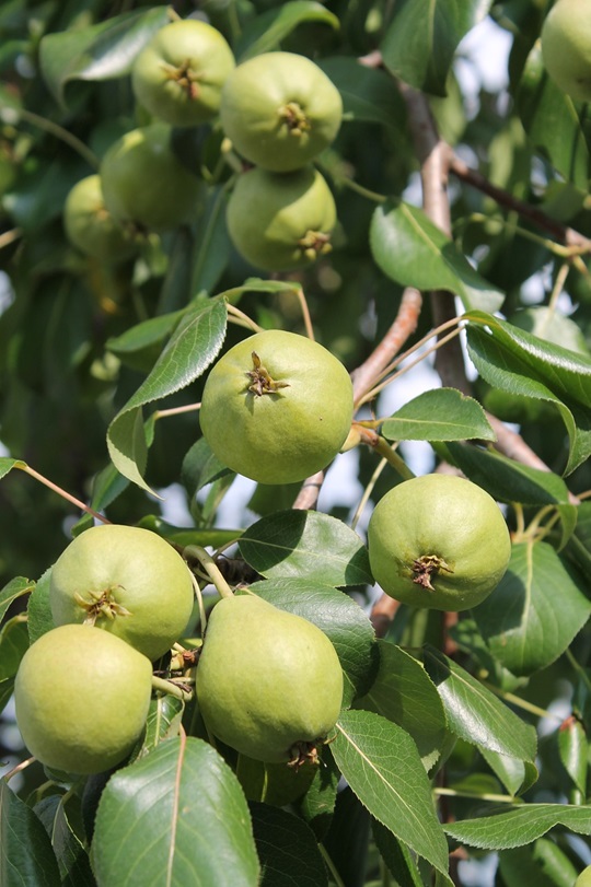 are peach trees safe for dogs