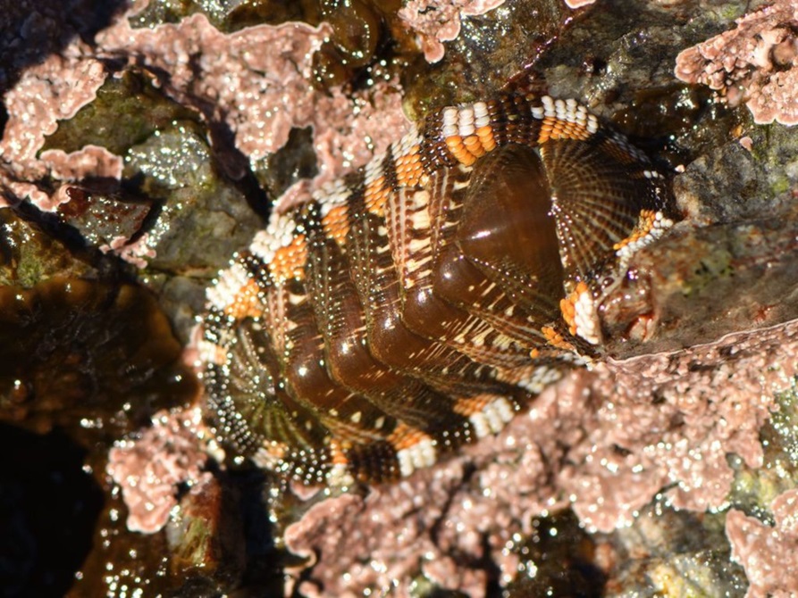 Sypharochiton sinclairi is a colourful chiton (type of marine mollusc).