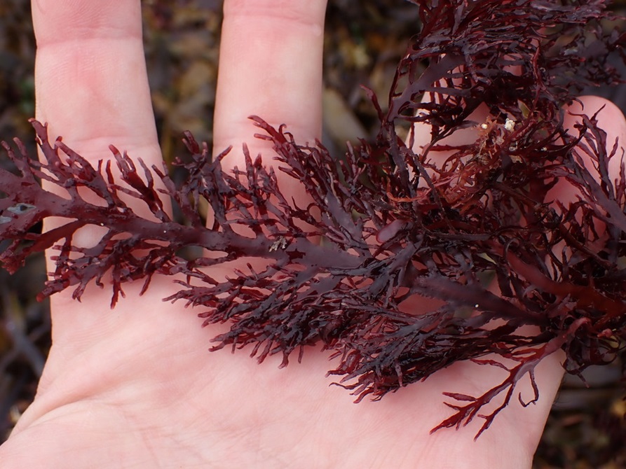 Close up of a hand holding red algae.