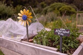 Community garden showing a raised bed, a flower decoration and a painted sign which says 'Ask after school kids'.