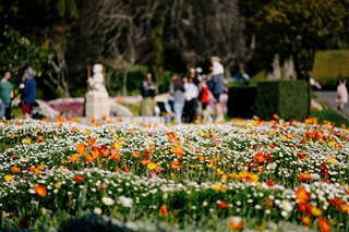 Bunch of tulips in a flower bed.