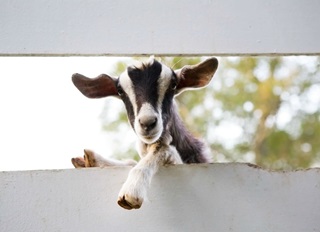 Goat peering through a fence.