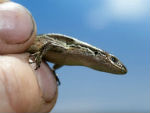 Close-up photo of a native grass skink standing on the fingers of an ecologist. The brown skink stands out against the blue sky.