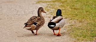 Image of two ducks walking