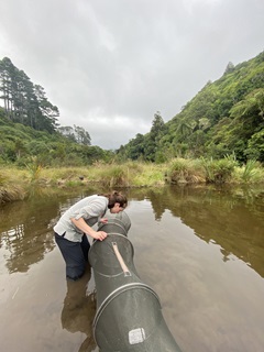 Ellen checking nets at Zealandia. 