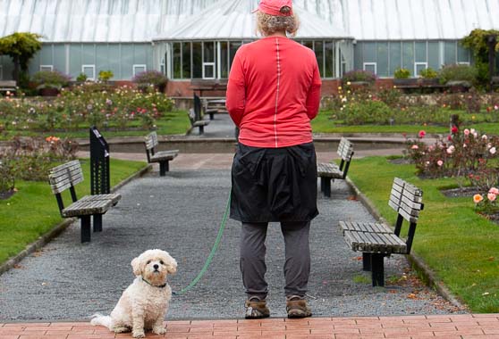 Woman standing next to a small dog on leash at the Lady Norwood Rose Garden in Wellington Botanic Garden.