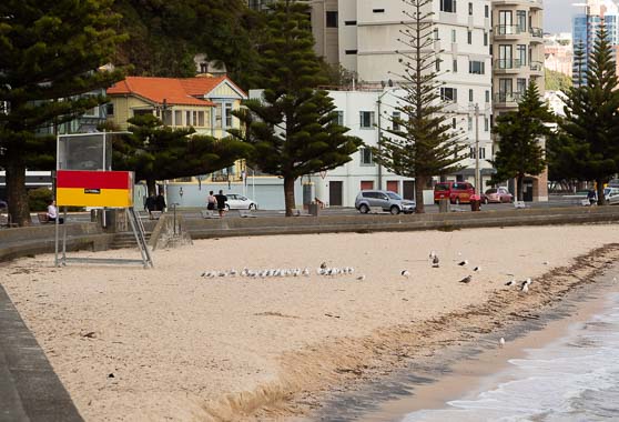 Quiet Oriental Bay beach, with just a few seagulls in the sand and a few people walking in the parade.