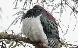 Image of a kererū in a tree credit to Tony Stoddard