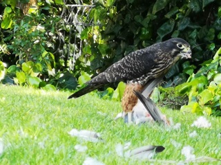 A rare kārearea (NZ falcon) gorging on a pigeon in a grassy central Wellington park, surrounded by feathers.