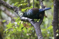 A tūī bird, perched on a branch, with bright green leaves slightly out of focus in the back ground.
