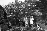 Magnolia Tree in Botanic Garden circa 1929