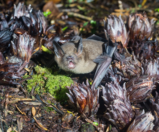 Image of Dactylanthus with bat