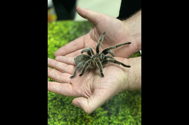 Learning to love tarantulas and scorpions