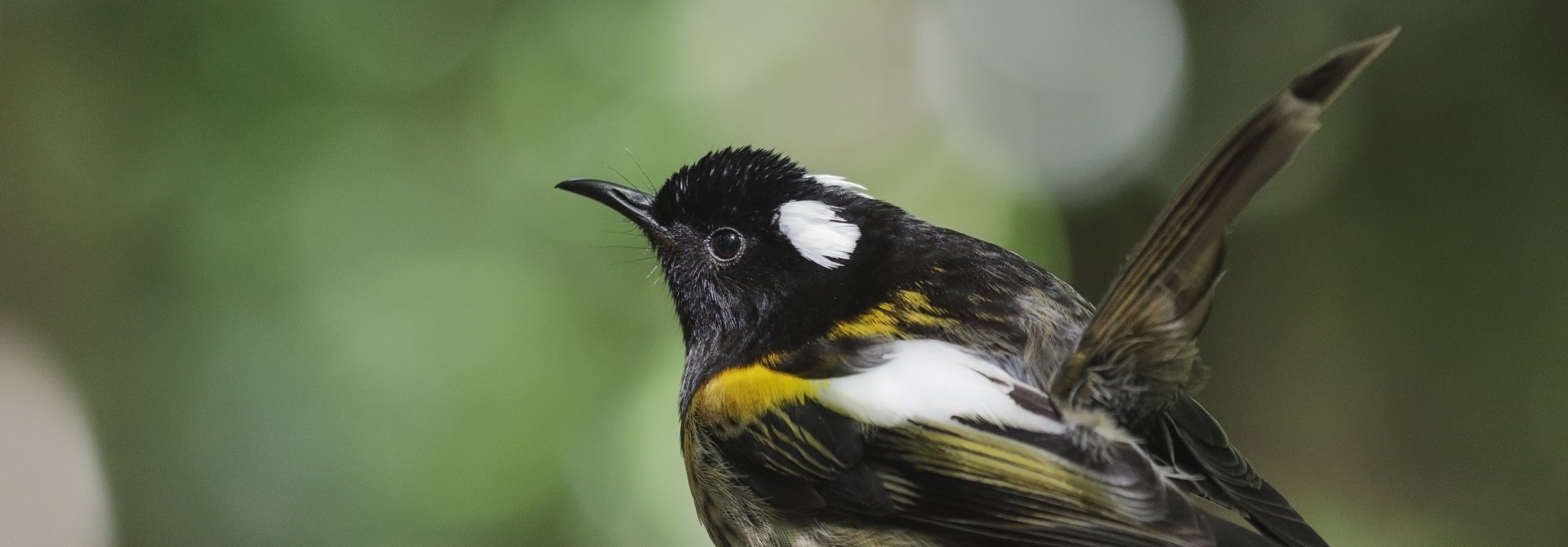 A hihi in the forest.