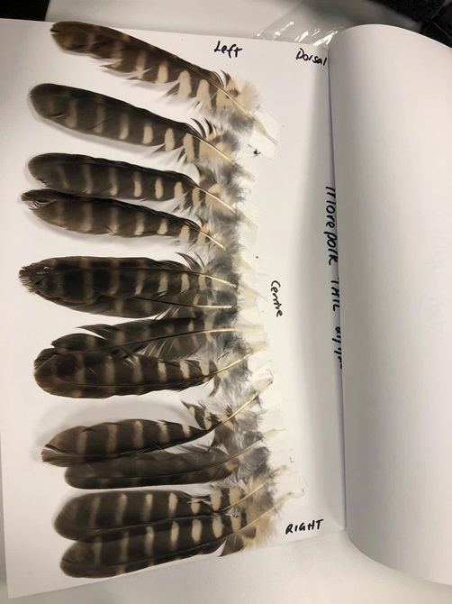 The feathers were numbered so the vet team knew exactly where each one went. 