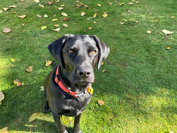 Ella, the 2-year-old black Labrador, sitting on grass in a shady spot on a sunny day.