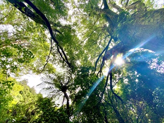 Photo of sun filtering through the forest canopy at Zealandia. 