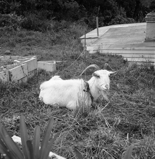 Black and white photo of white goat lying on grass in backyard. 