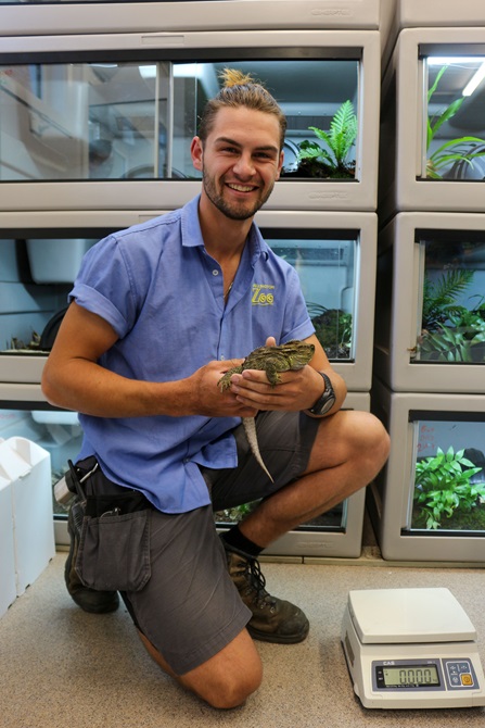 A tuatara is transferred to its new habitat.