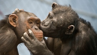 An endearing shot of a monkey holding another monkeys face and giving it a kiss.