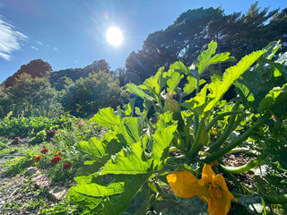 A shot of a large vege garden with blue sky and sunshine in the background.