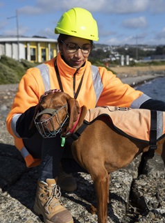 Wellington City Council engineer Veronica Byrne, dressed in an orange hi-vis jacket and a yellow hard hat, with penguin detection dog Mena, on the rocks in Cobham Drive.