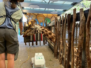Zahara the giraffe gets a tooth x-ray at Wellington Zoo. 